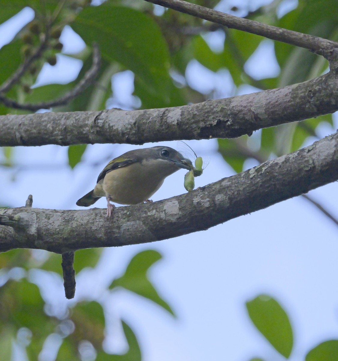 White-browed Shrike-Babbler - ML654636252