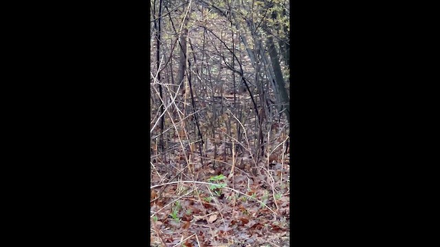 drozdec hnědý - ML654637067