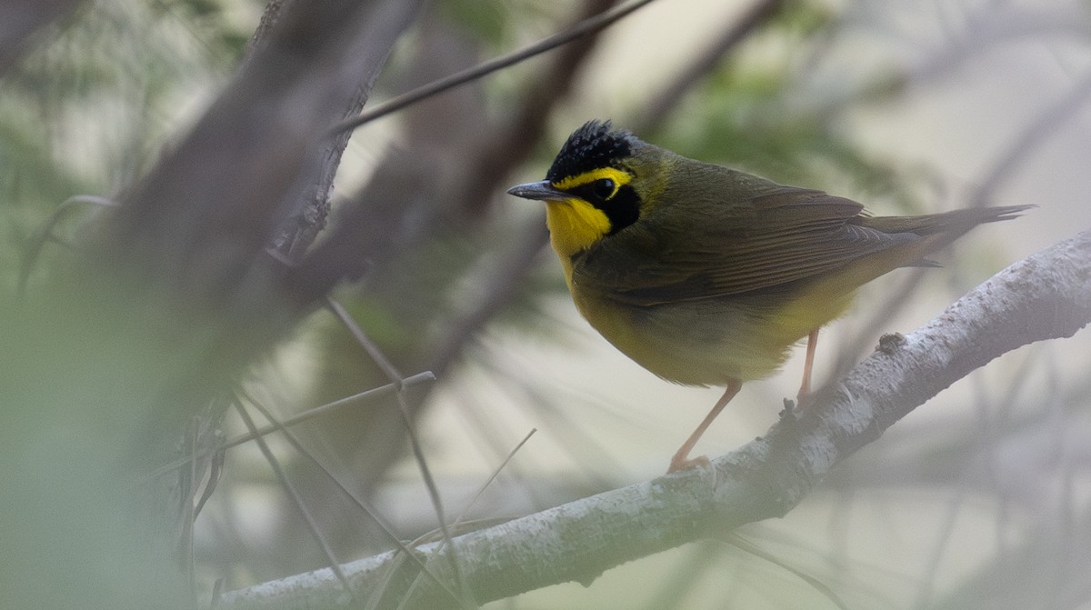 kentuckyparula - ML654637447