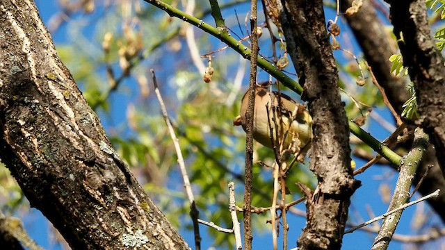 Cedar Waxwing - ML654637497