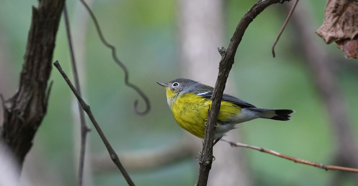 Magnolia Warbler - ML654637667