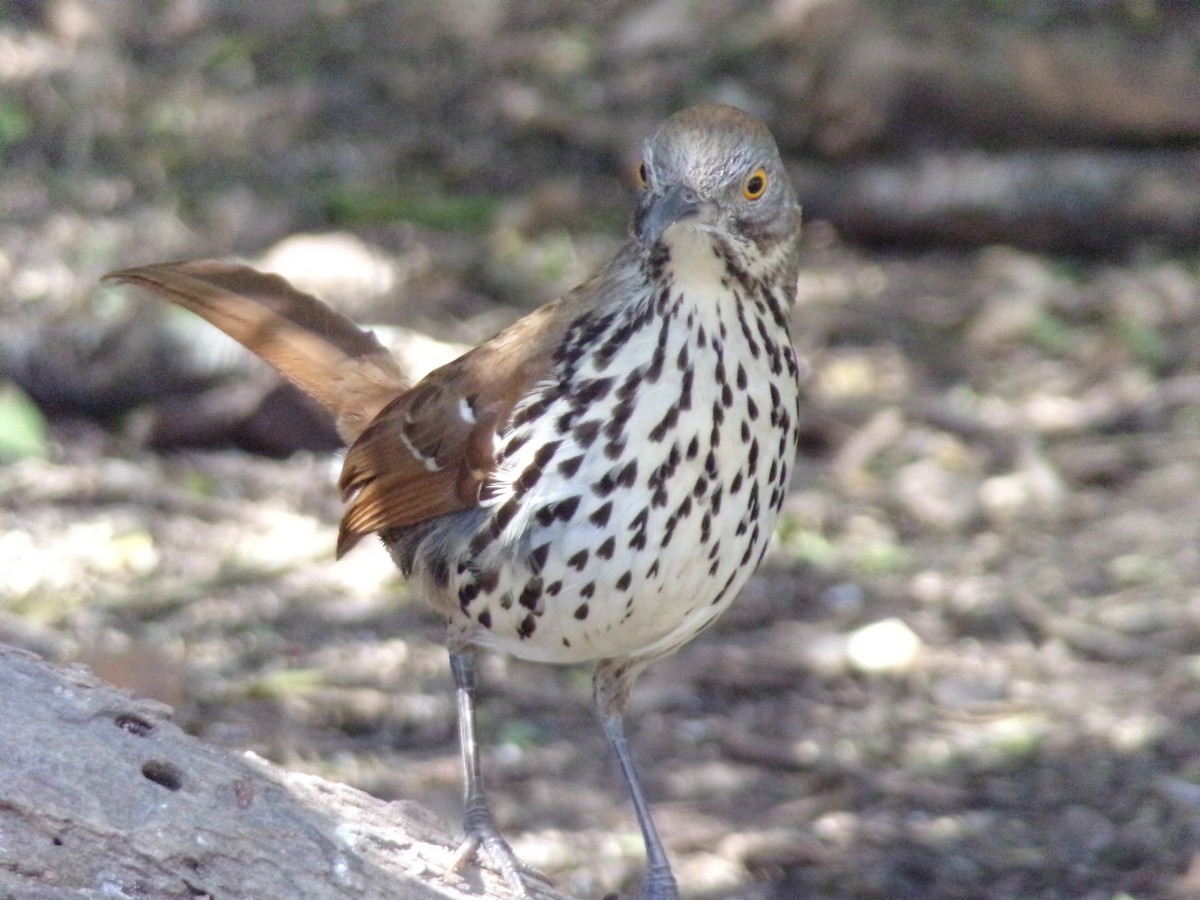 Long-billed Thrasher - ML654637699