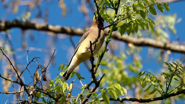 Cedar Waxwing - ML654637727