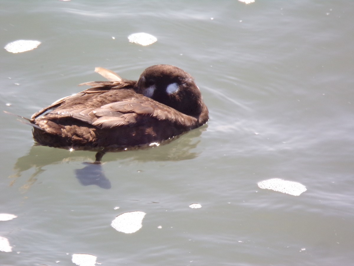 Harlequin Duck - ML654638881