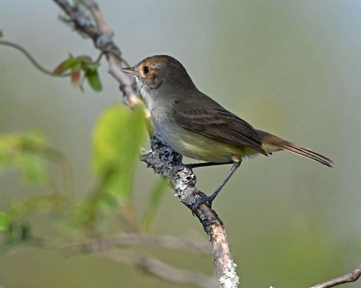 Fulvous-crowned Scrub-Tyrant - ML654638883