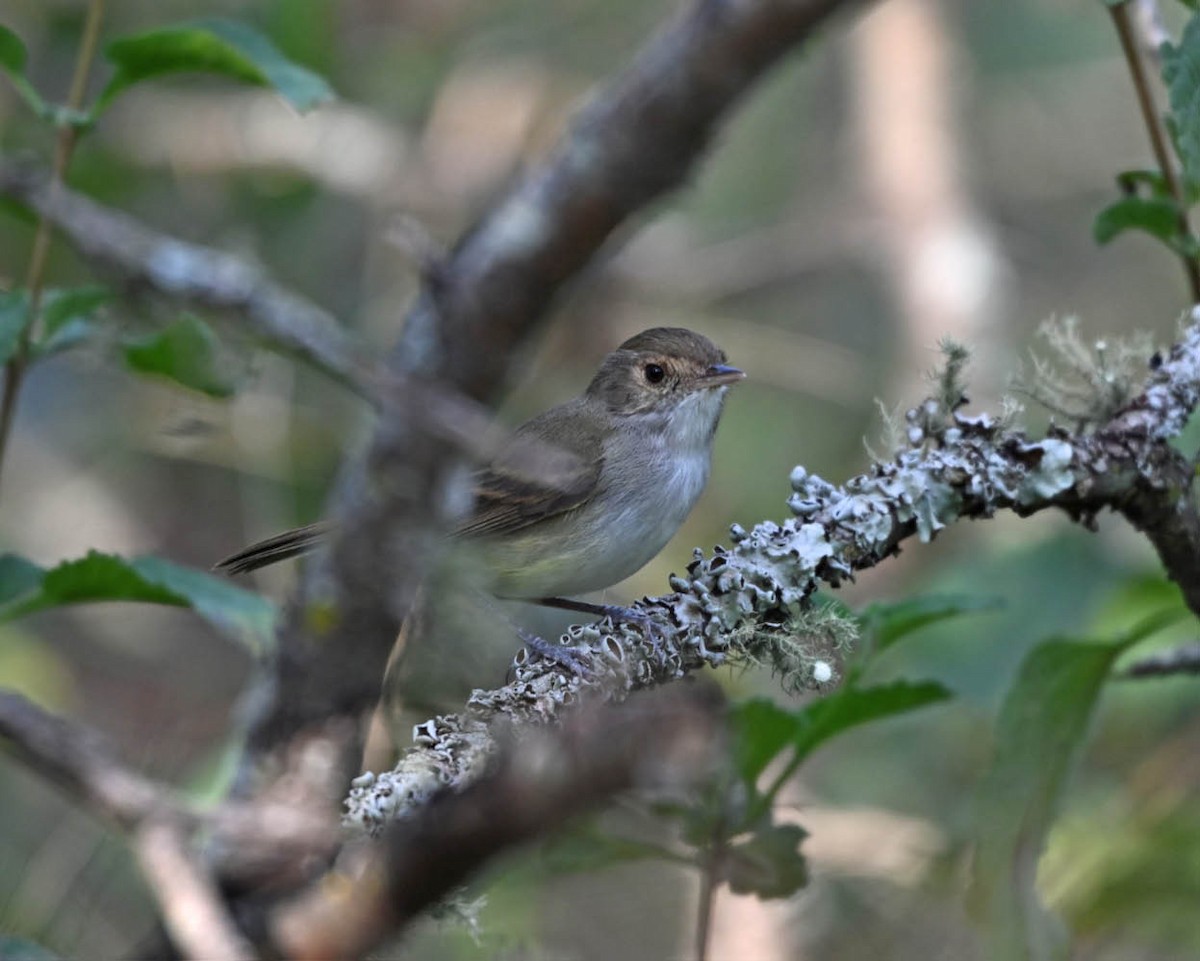 Fulvous-crowned Scrub-Tyrant - ML654638908