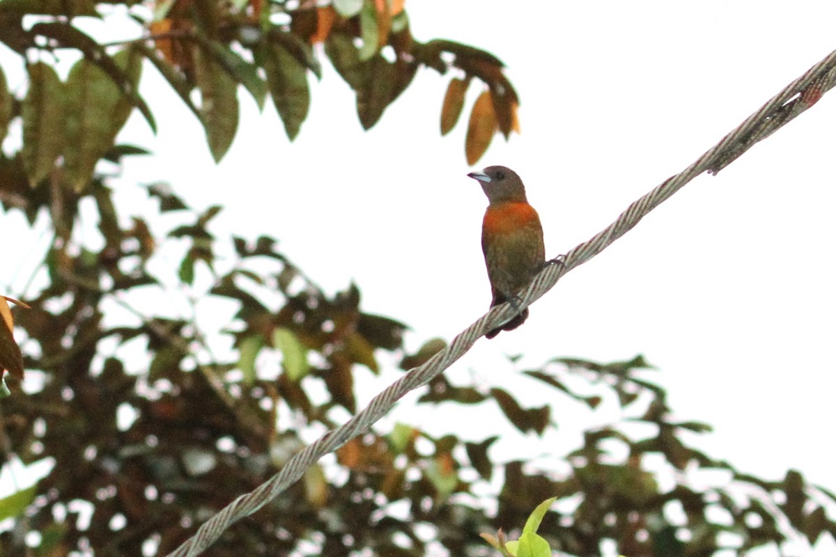 Scarlet-rumped Tanager (Cherrie's) - ML654638932