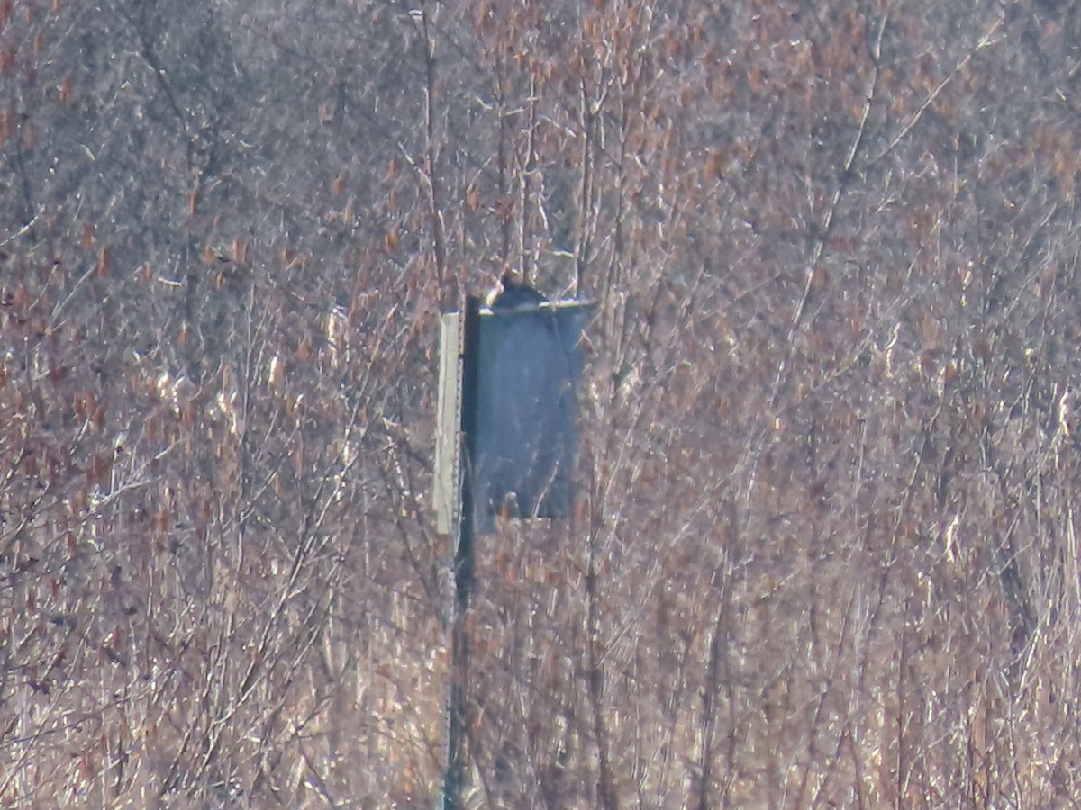 Serreta Capuchona - ML654639102