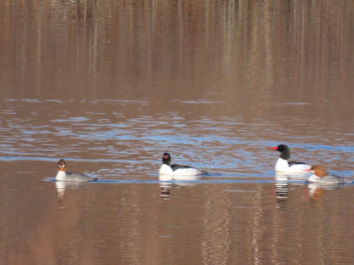 Serreta Grande - ML654639141