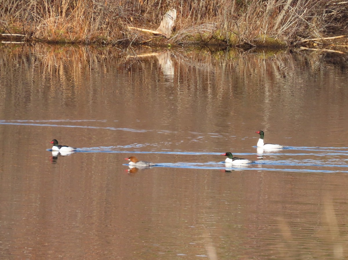 Serreta Grande - ML654639143