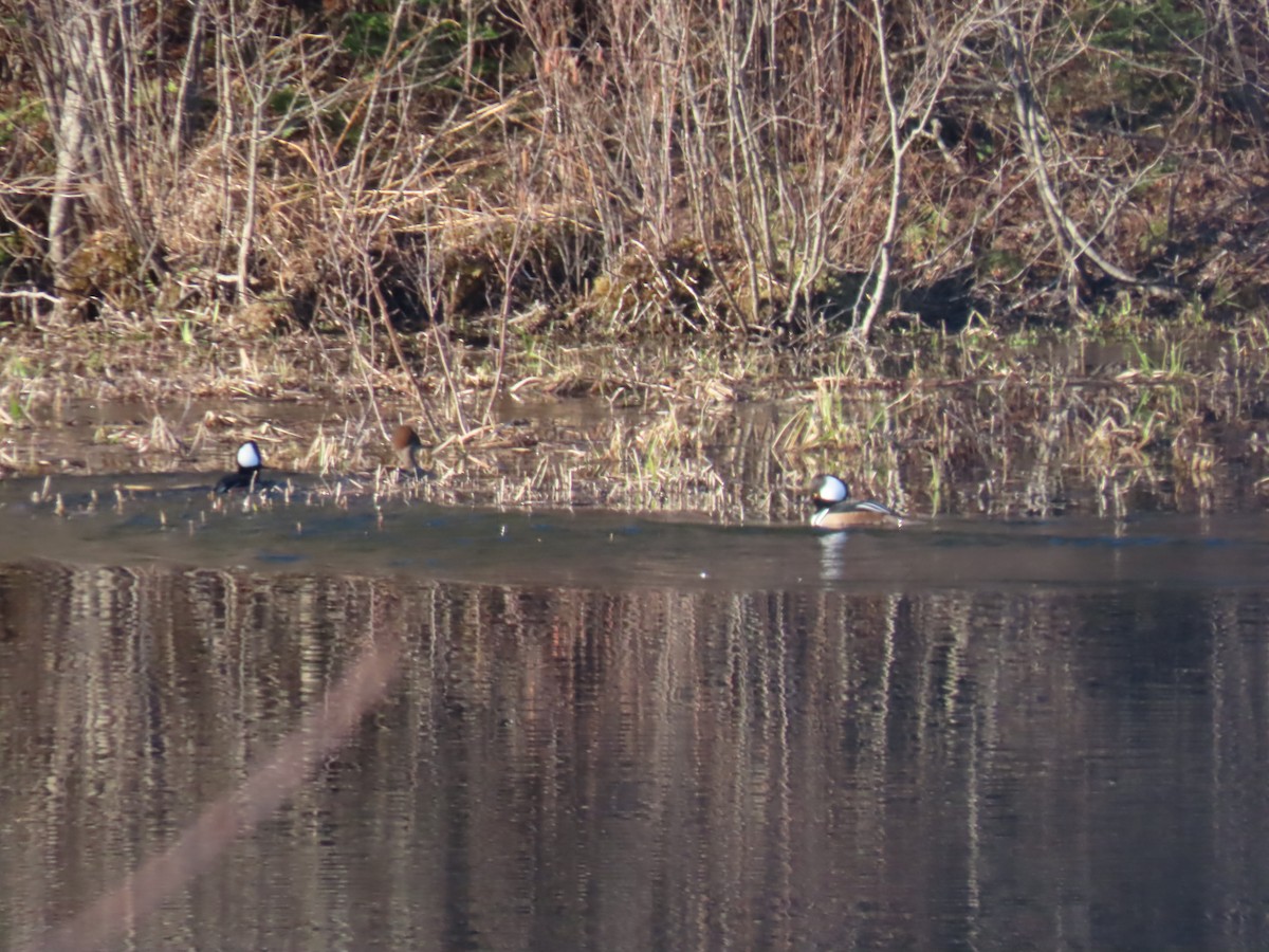 Serreta Capuchona - ML654639153