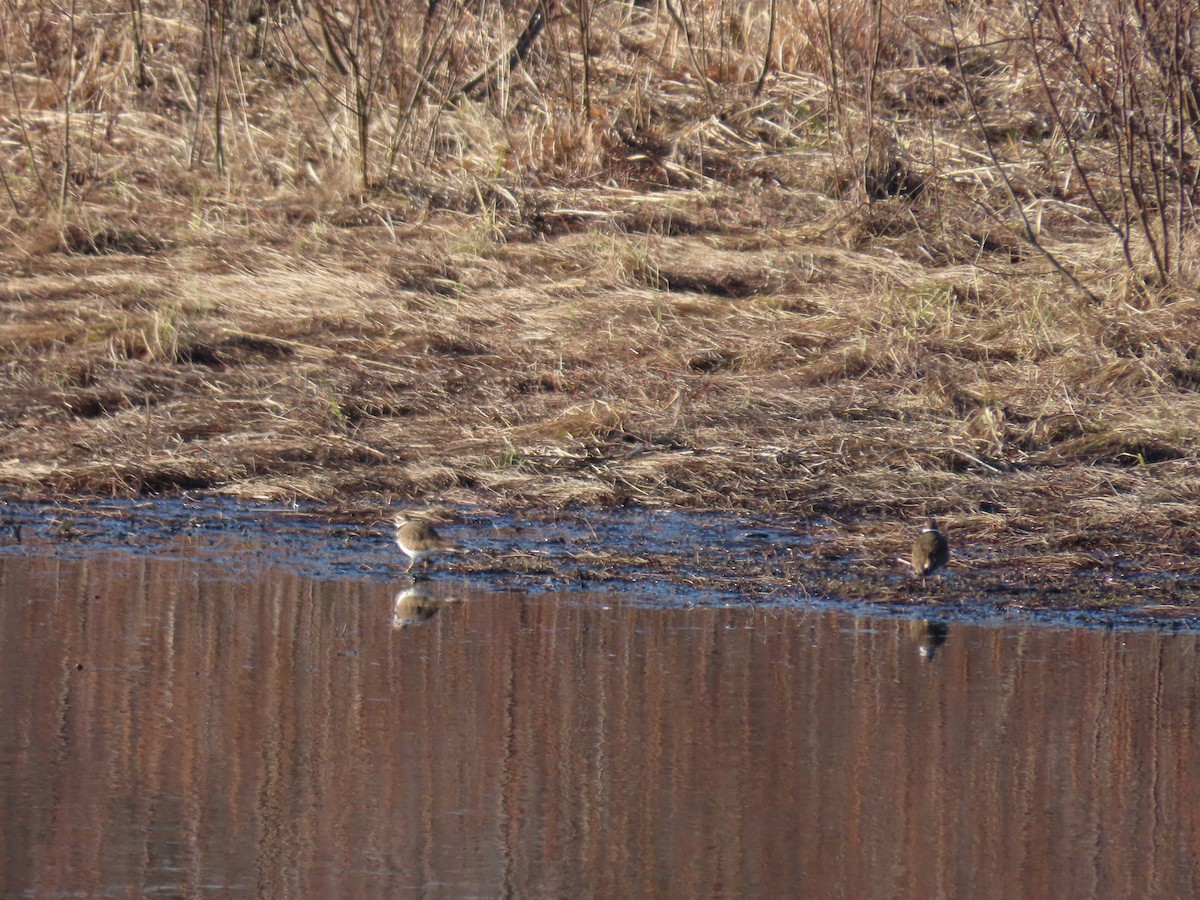 Chorlitejo Culirrojo - ML654639191
