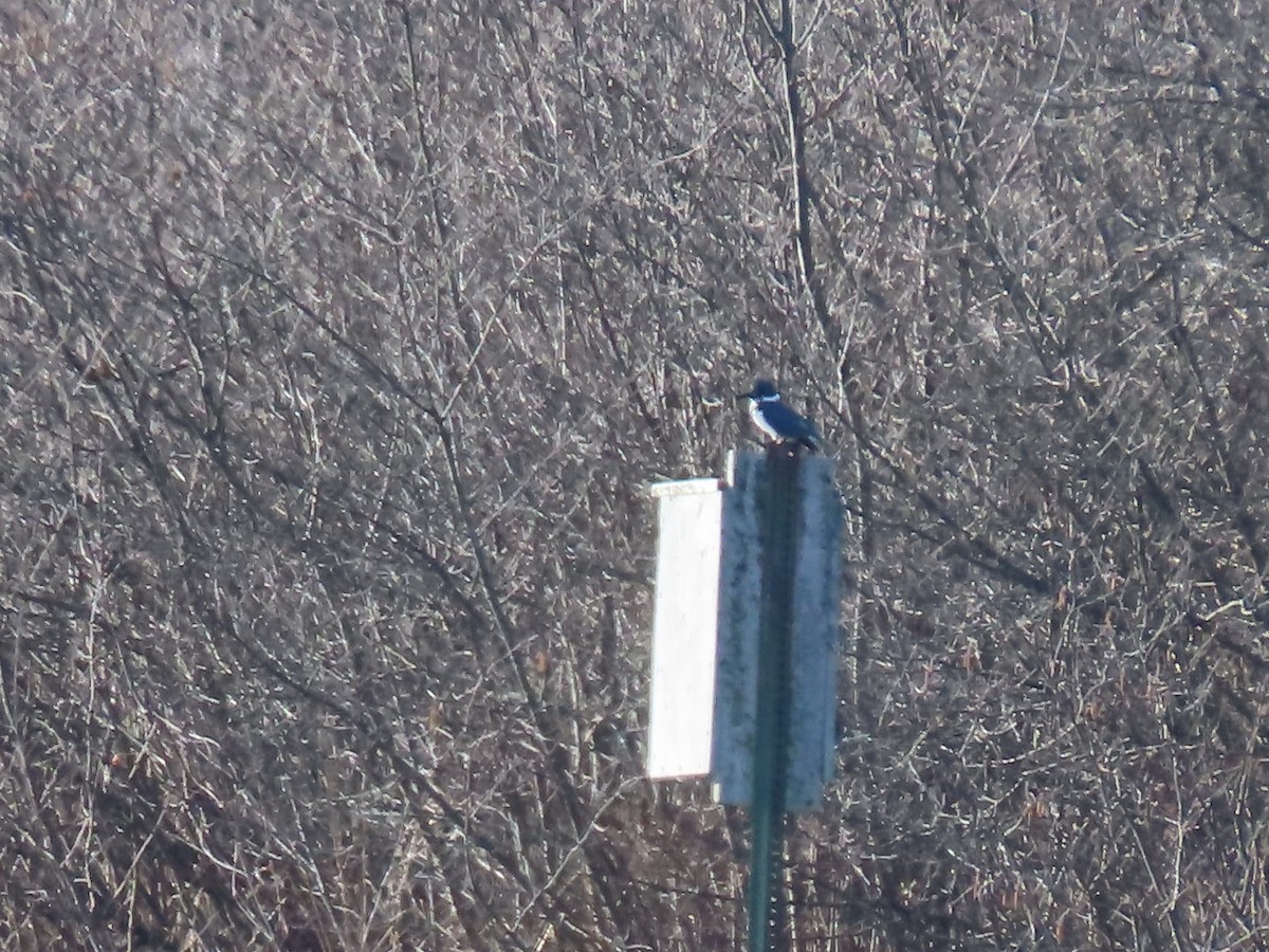 Martín Gigante Norteamericano - ML654639198