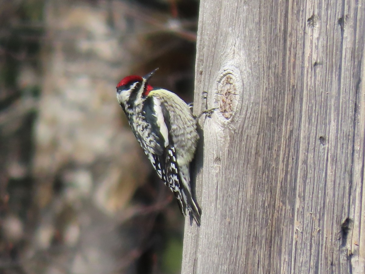 Chupasavia Norteño - ML654639202