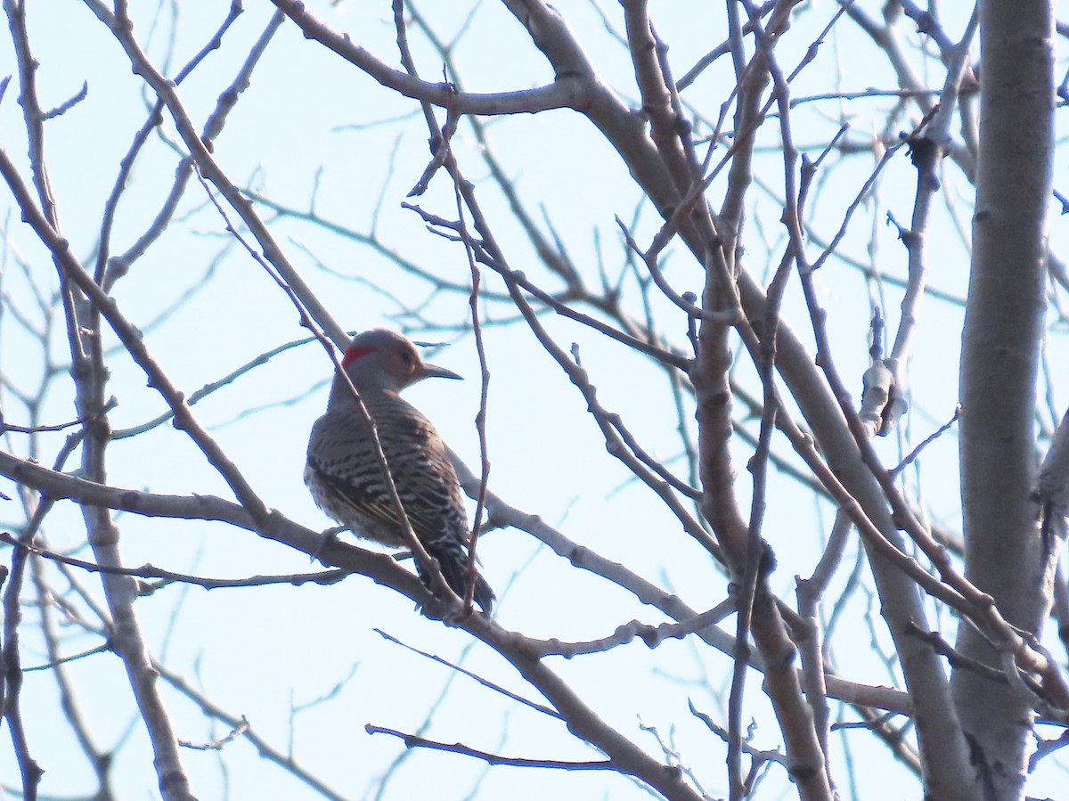 Carpintero Escapulario - ML654639216