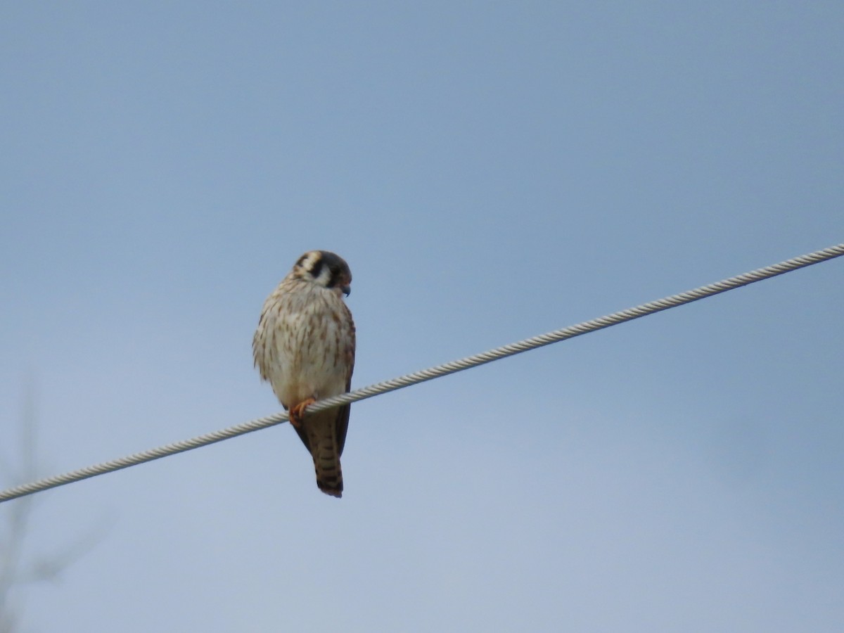 Cernícalo Americano - ML654639226