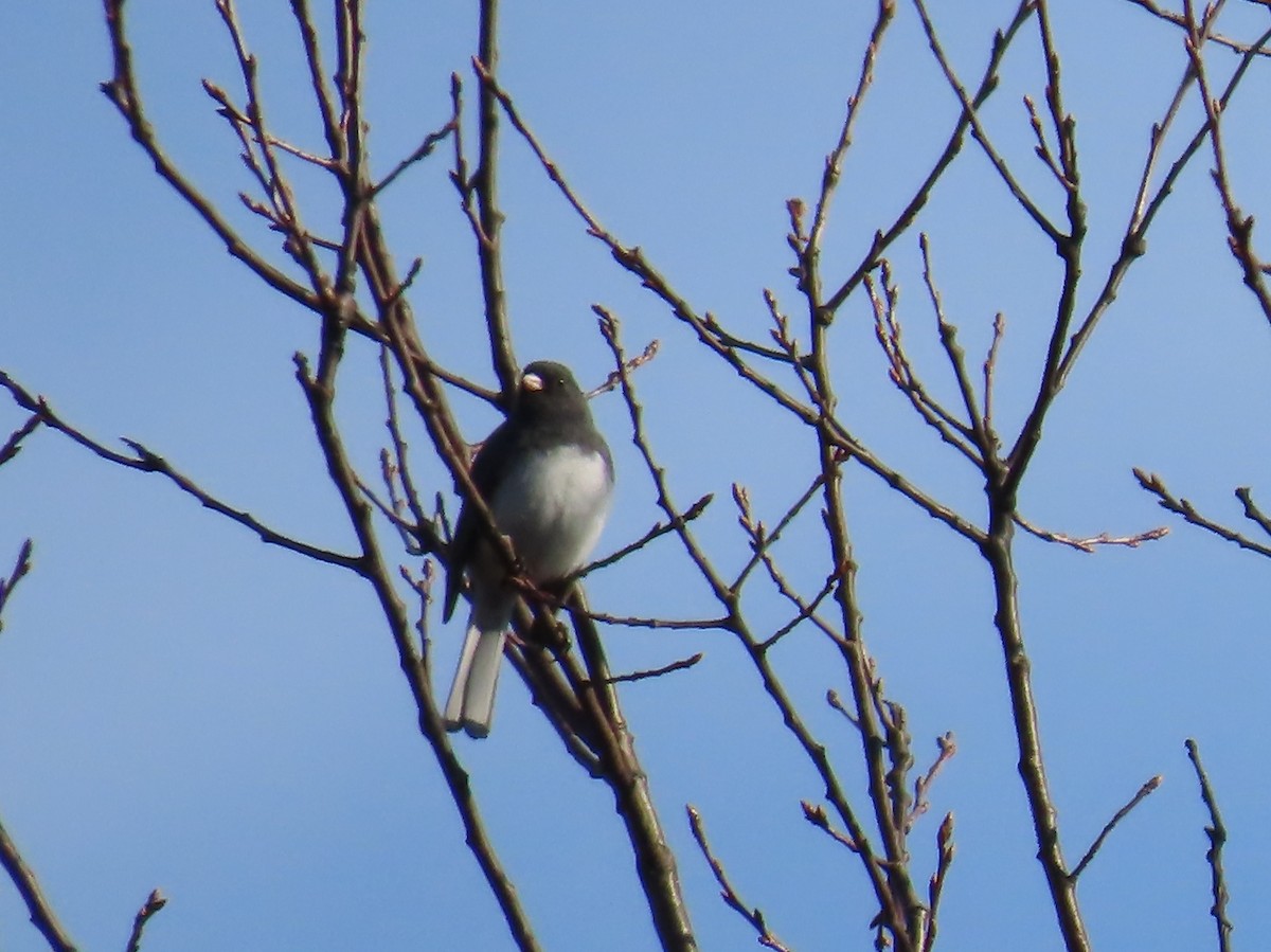 Junco Ojioscuro - ML654639237