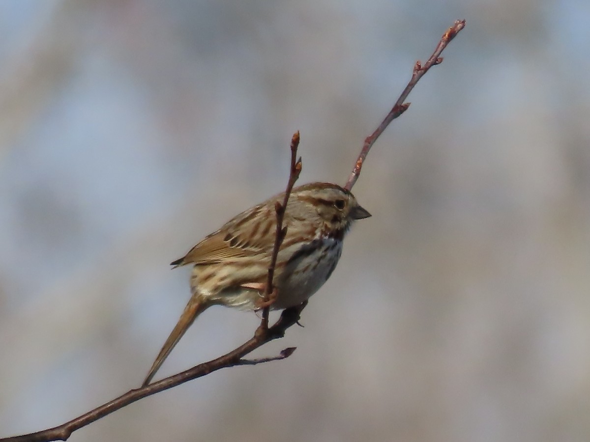 Chingolo Cantor - ML654639244
