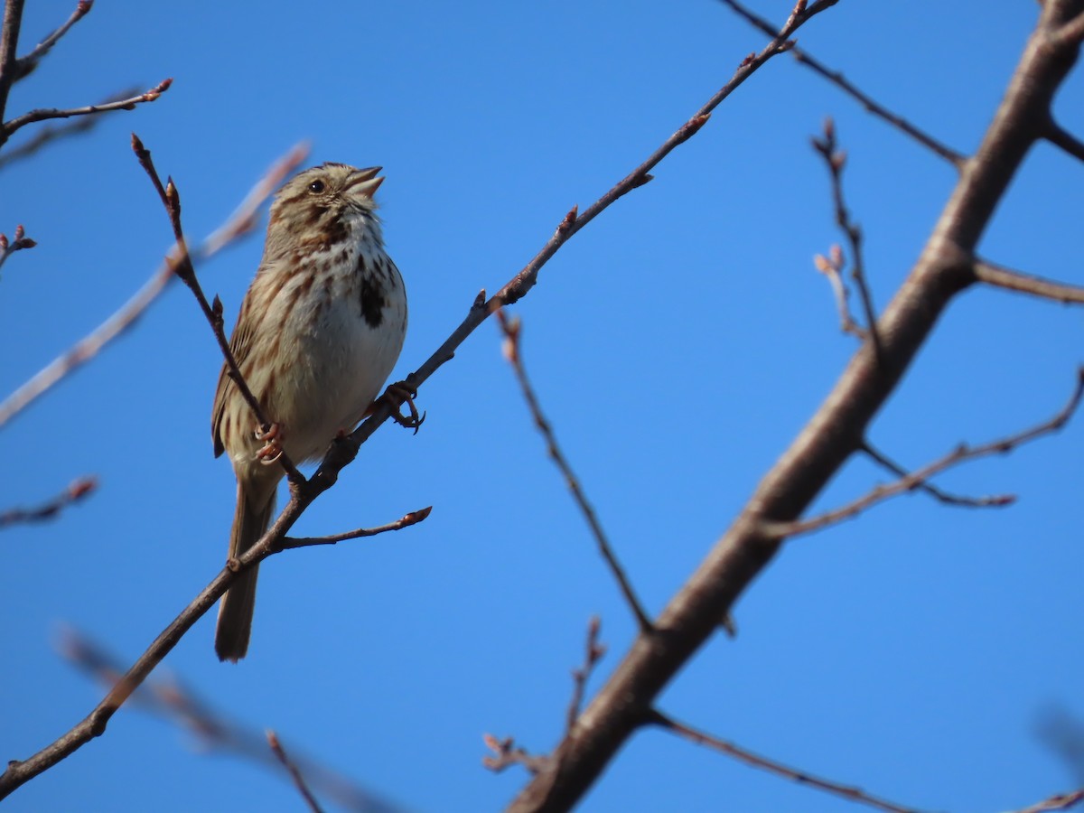 Chingolo Cantor - ML654639255