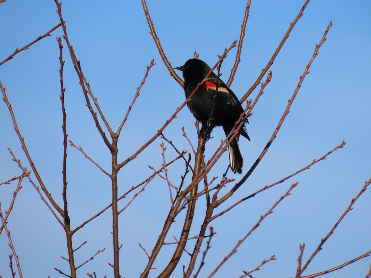 Sargento Alirrojo - ML654639269
