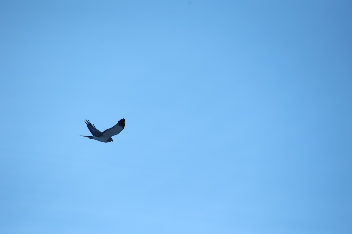 Mirotz zuri iparramerikarra - ML654639736