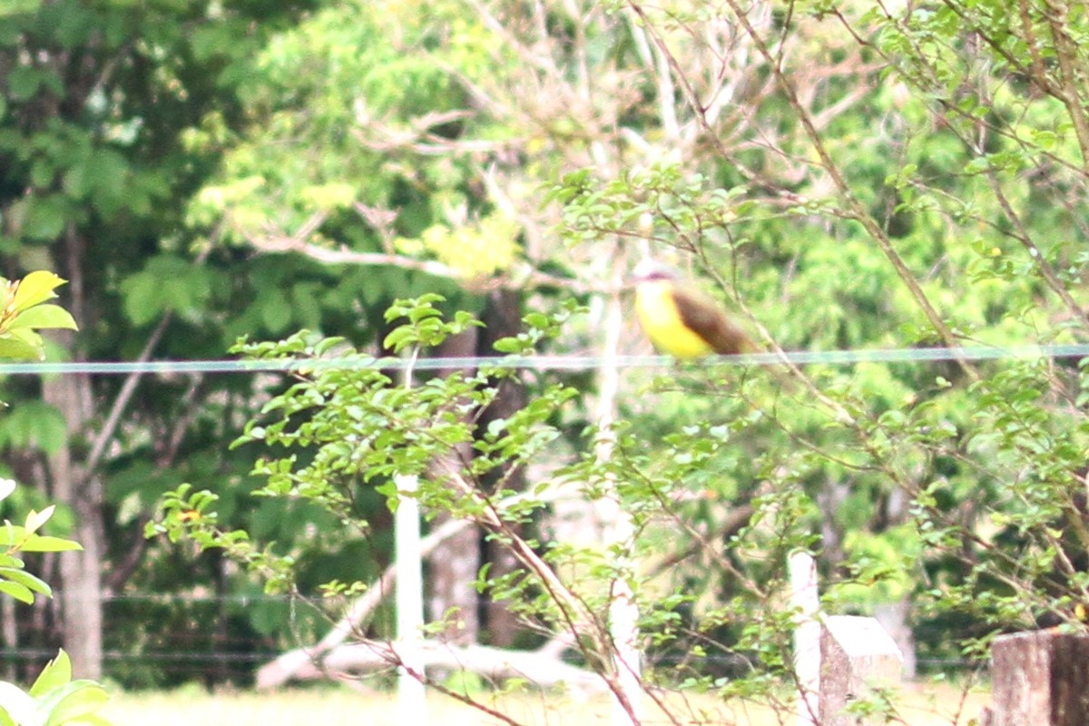 Social Flycatcher - ML654639842