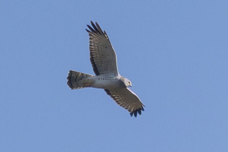 Mirotz zuri iparramerikarra - ML654640344