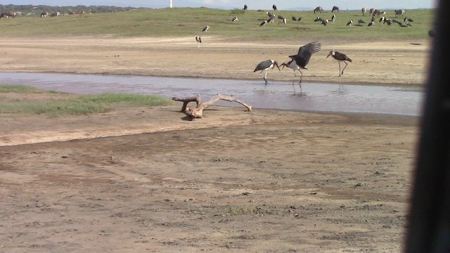 Marabou Stork - ML654640345