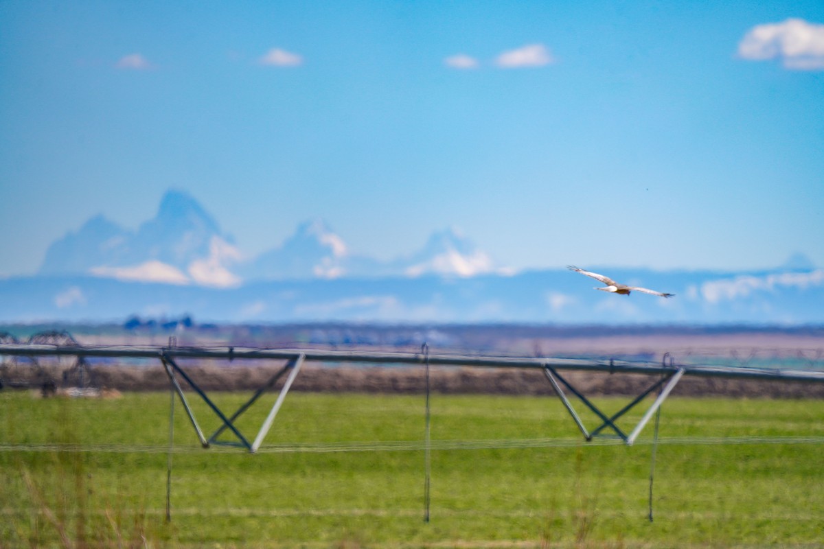 Mirotz zuri iparramerikarra - ML654641256