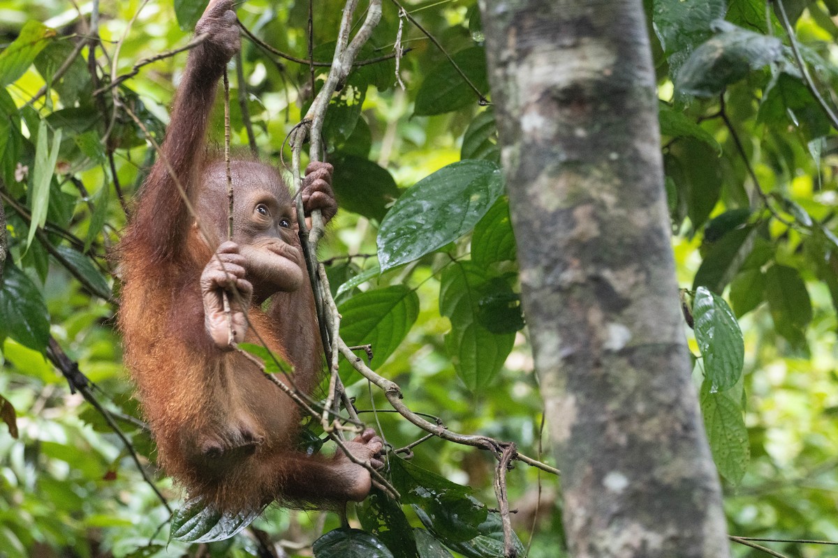 Bornean Orangutan - Pongo pygmaeus - Media Search - Macaulay Library ...