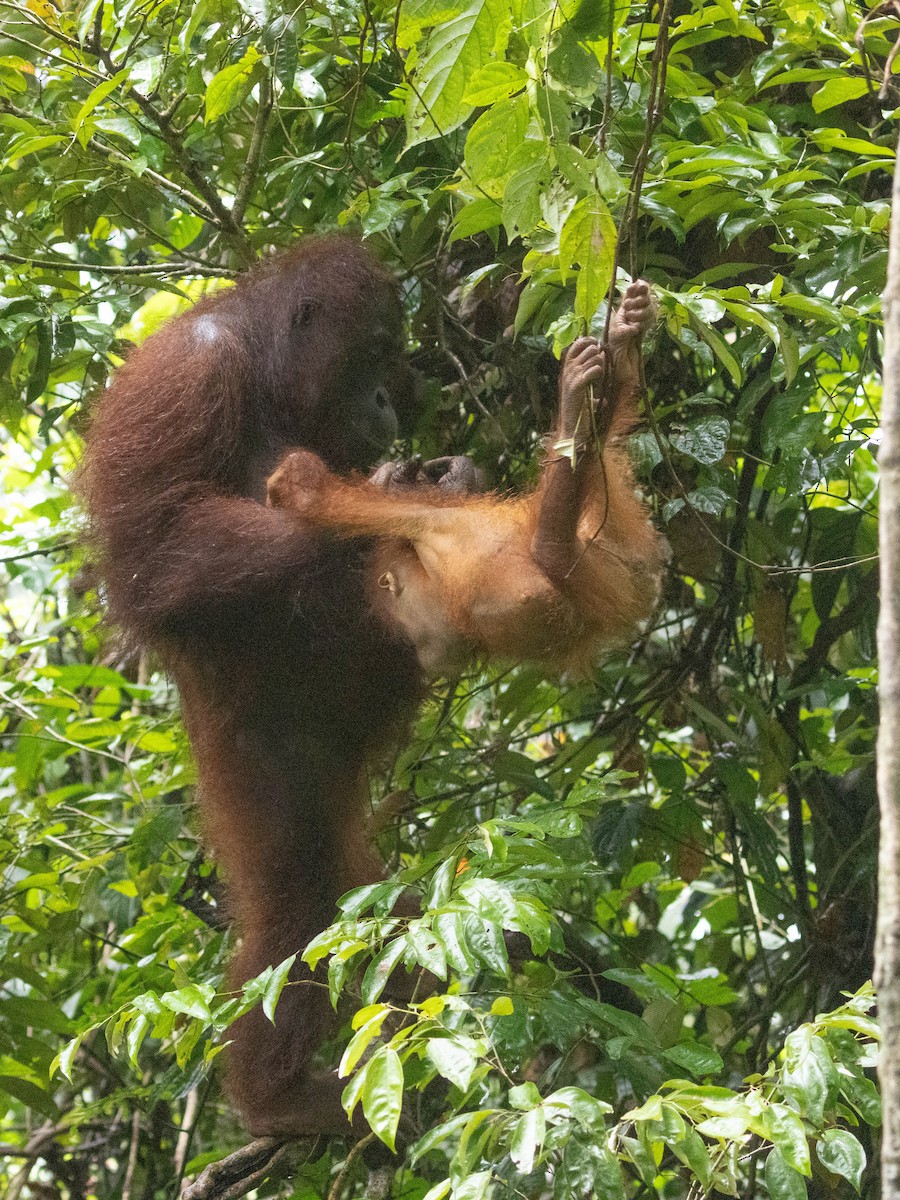 Bornean Orangutan - Pongo pygmaeus - Media Search - Macaulay Library ...
