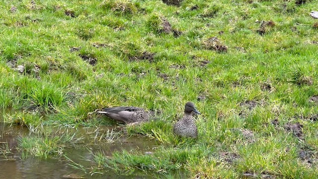 Чирянка андська - ML654642022