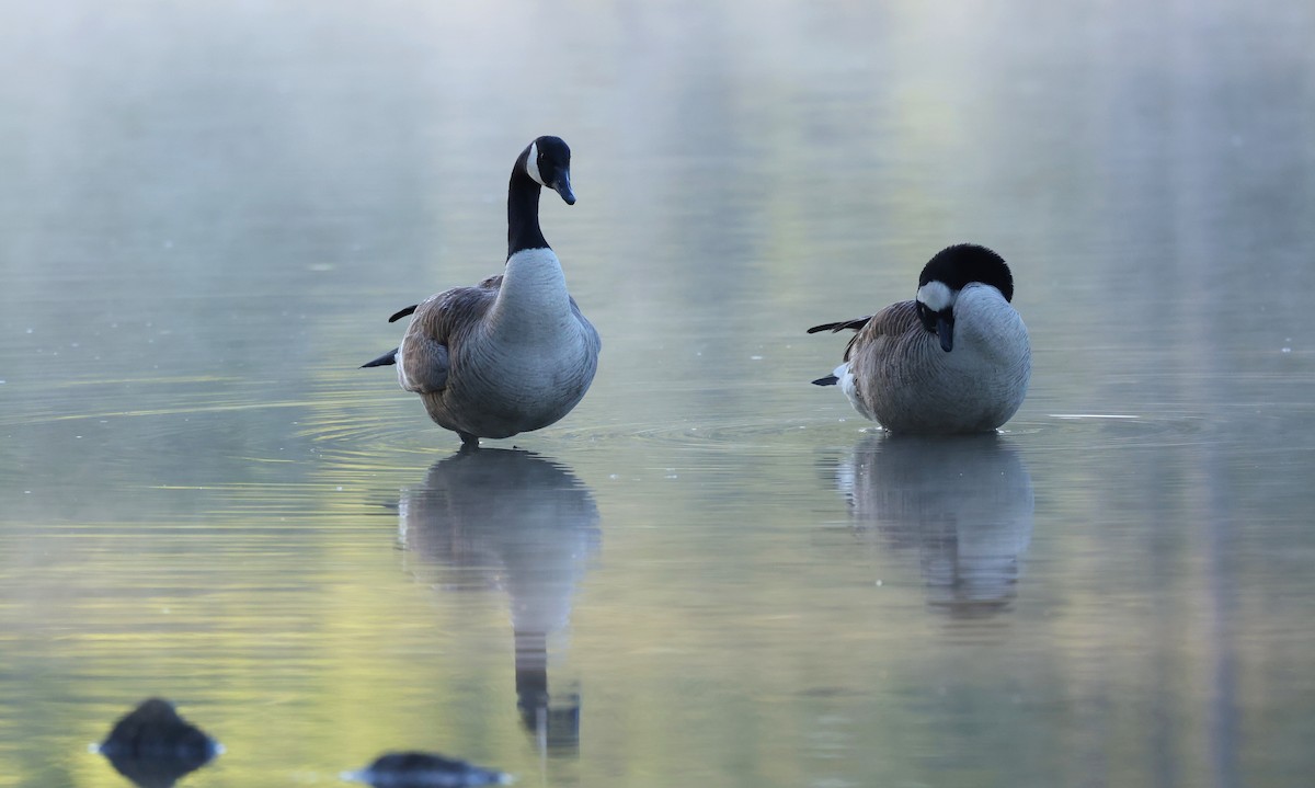 Kanadagans - ML654642424