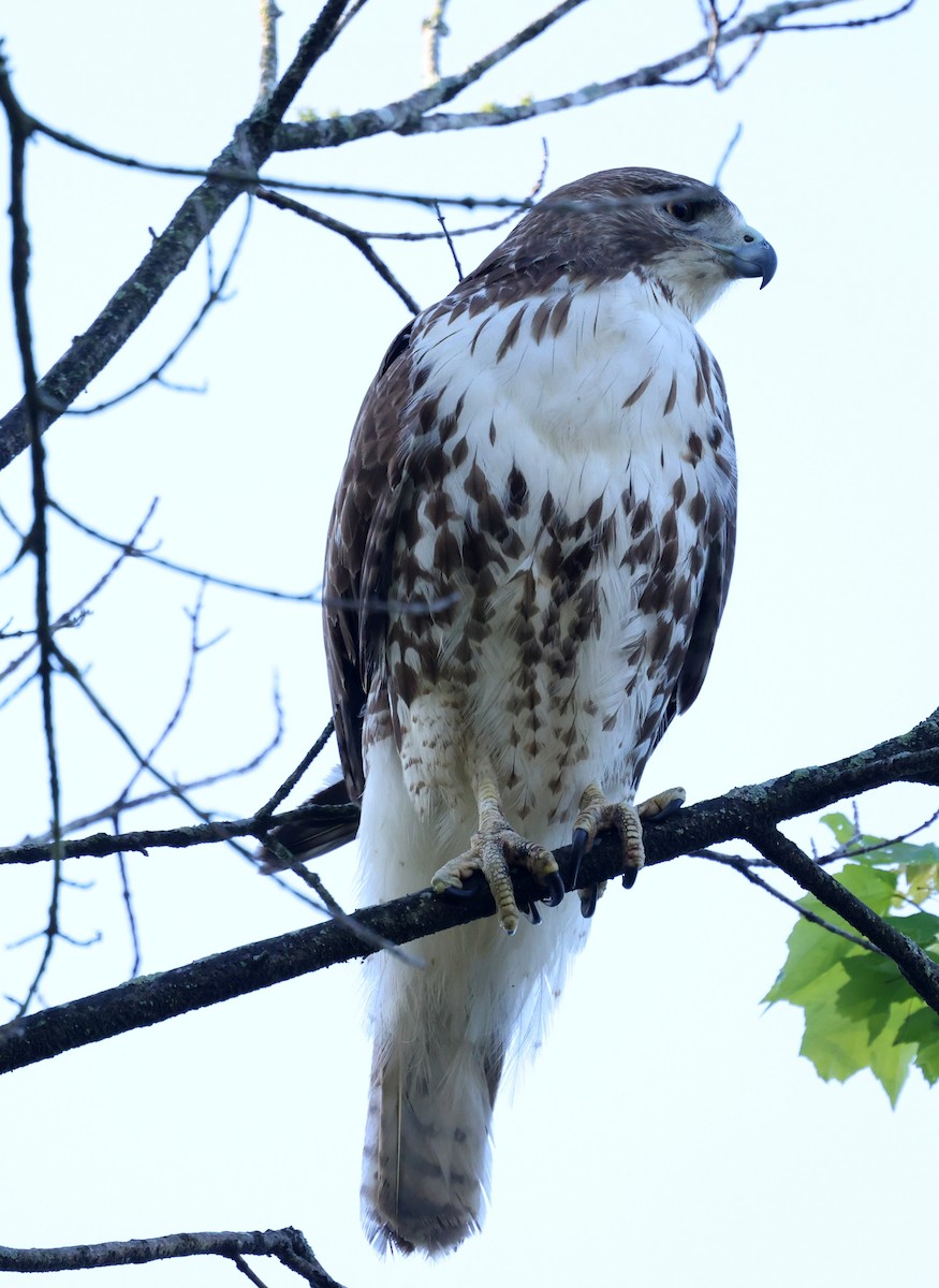 Rotschwanzbussard - ML654642433