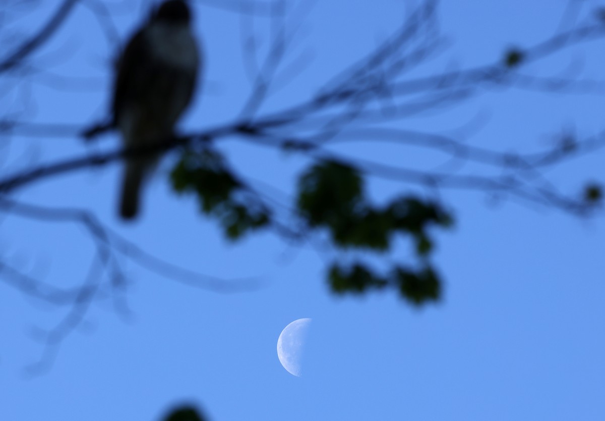 Rotschwanzbussard - ML654642434