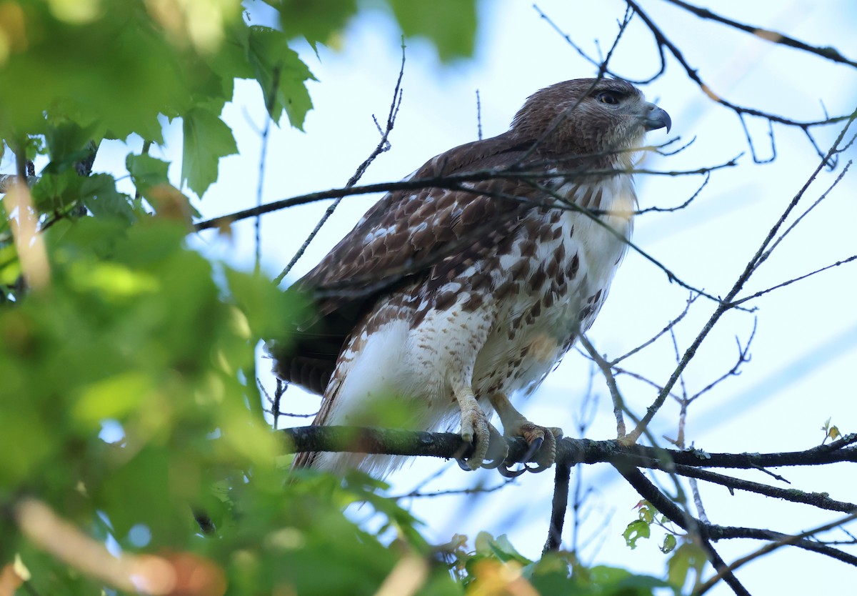 Rotschwanzbussard - ML654642435