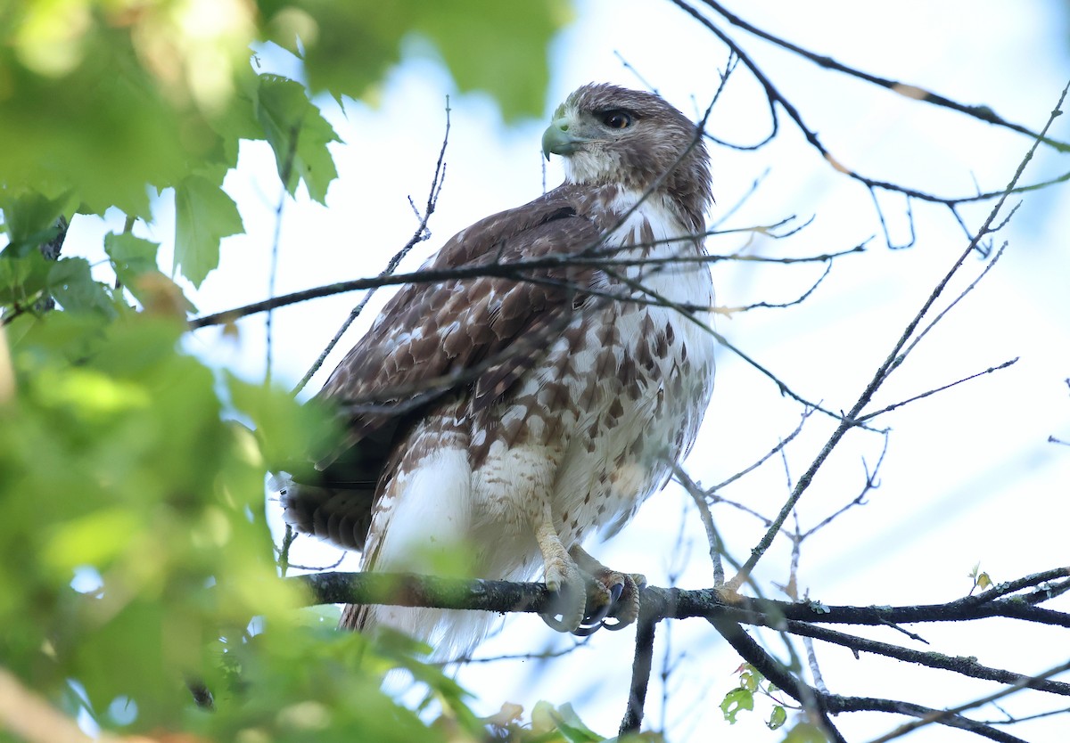 Rotschwanzbussard - ML654642436