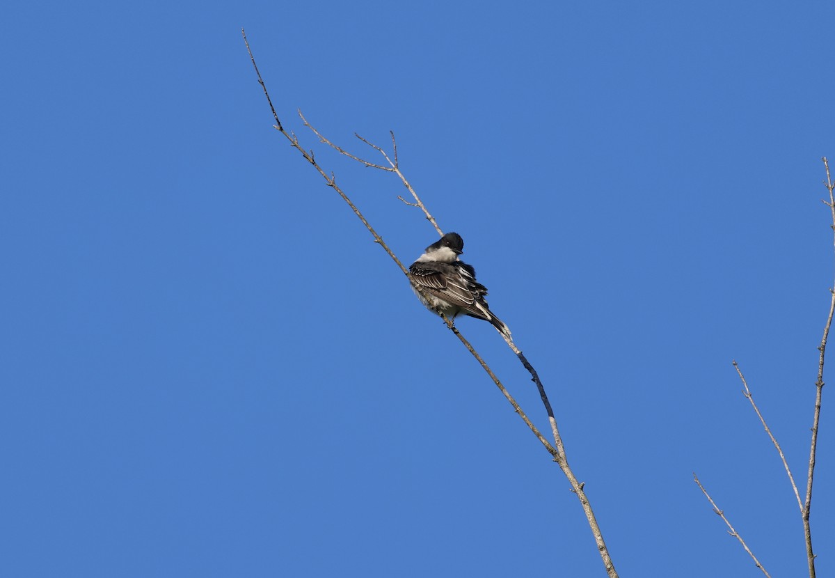 Schieferrücken-Königstyrann - ML654642439