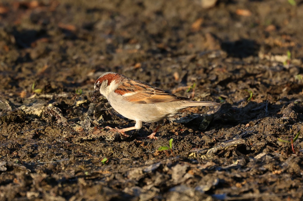 Haussperling - ML654642466