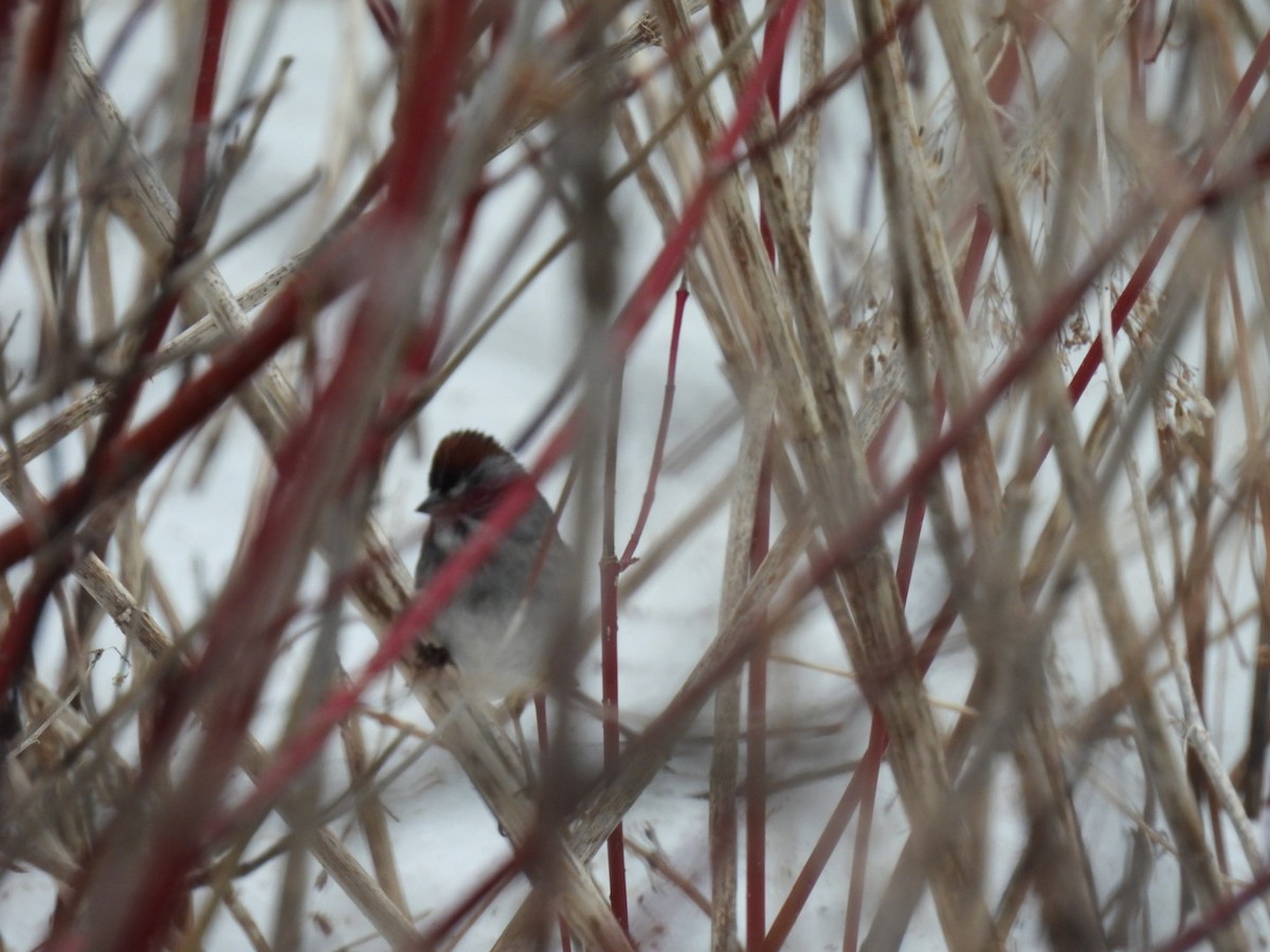 Swamp Sparrow - ML654642550