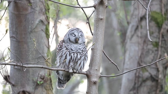 Barred Owl - ML654643722