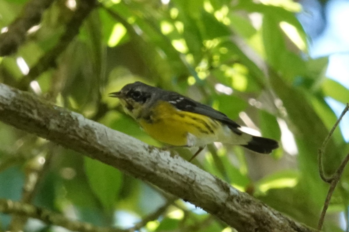 Magnolia Warbler - ML654644087