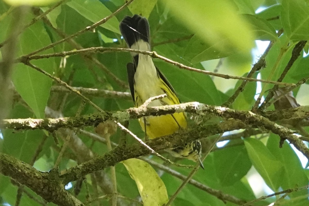 Magnolia Warbler - ML654644088