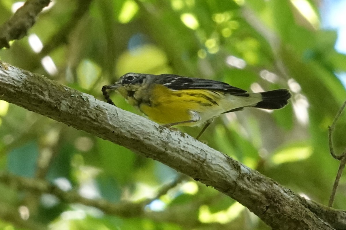 Magnolia Warbler - ML654644090
