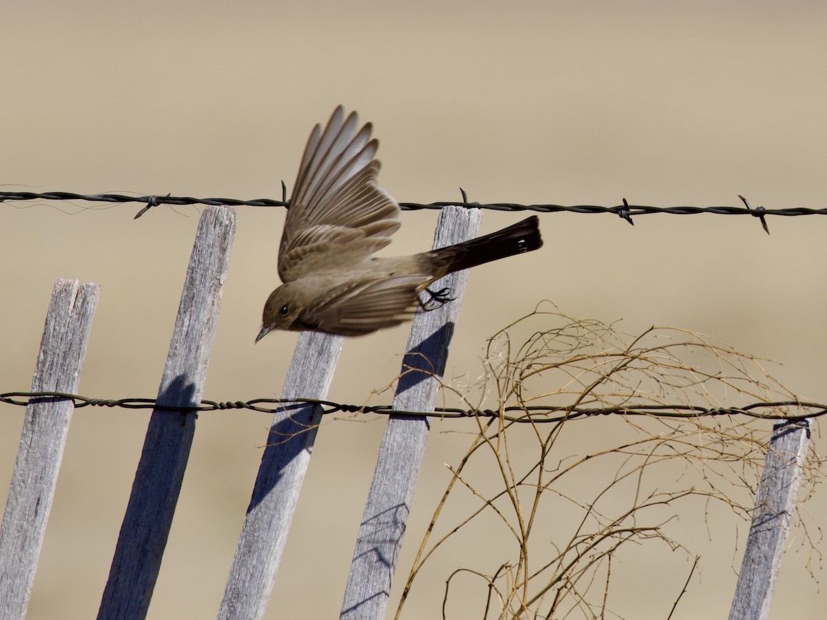 Zimtbauch-Phoebetyrann - ML654644217