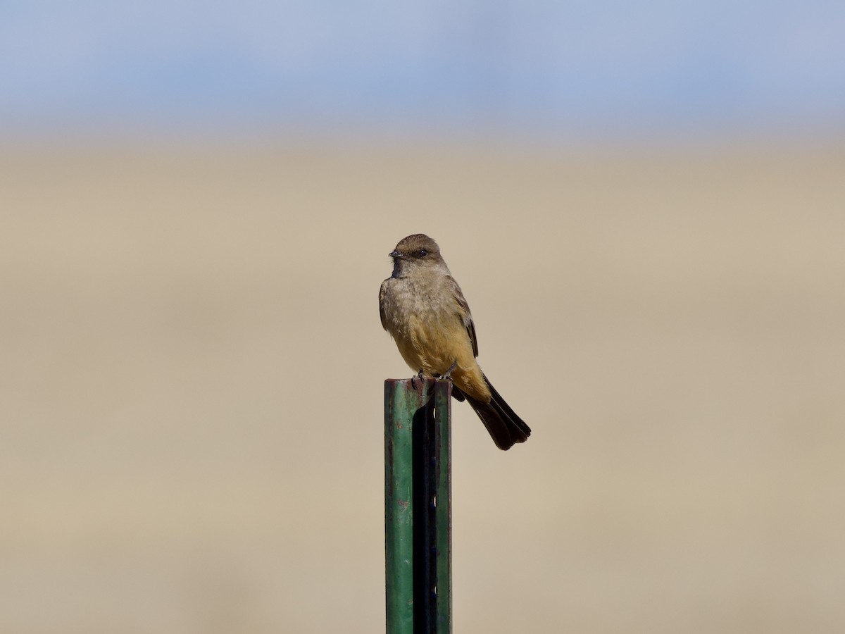 Zimtbauch-Phoebetyrann - ML654644218