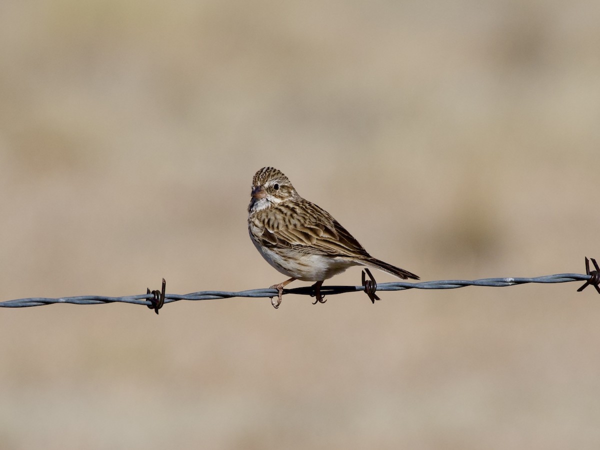 Abendammer - ML654644236