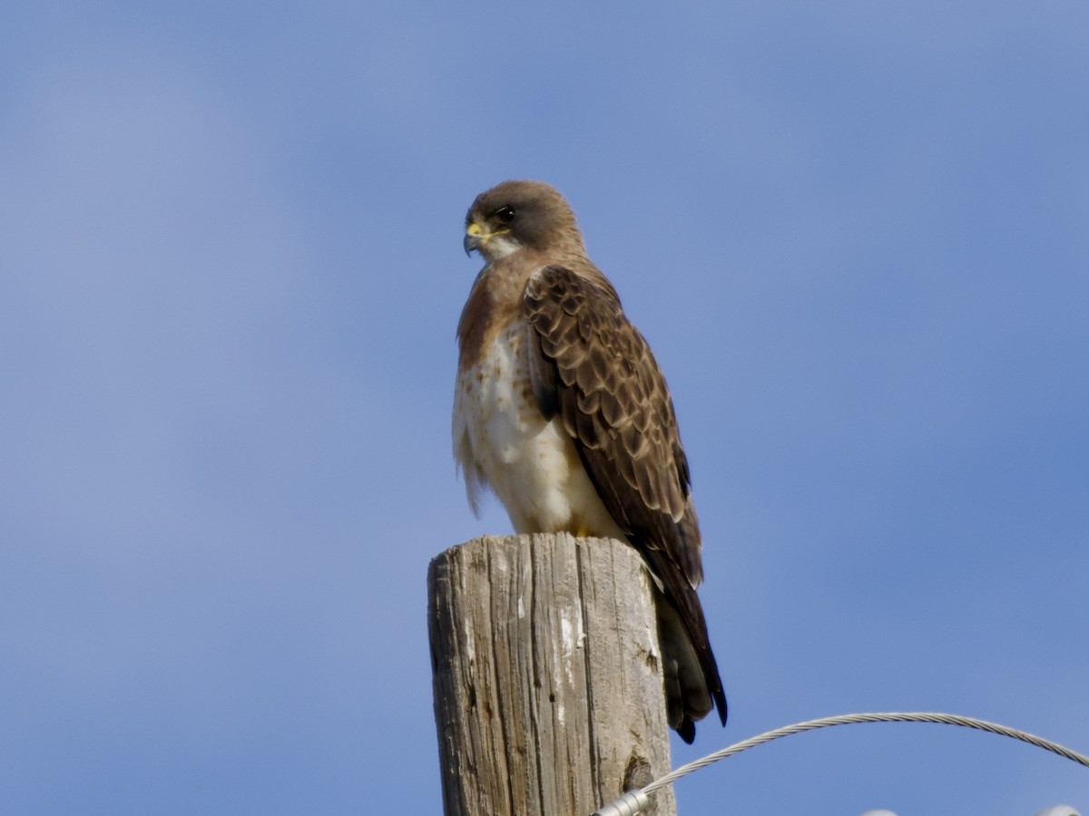 Präriebussard - ML654644263