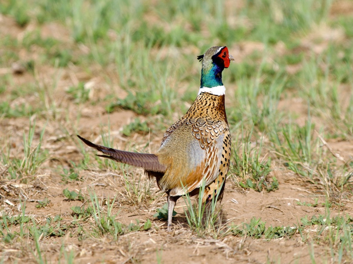 Jagdfasan - ML654644309