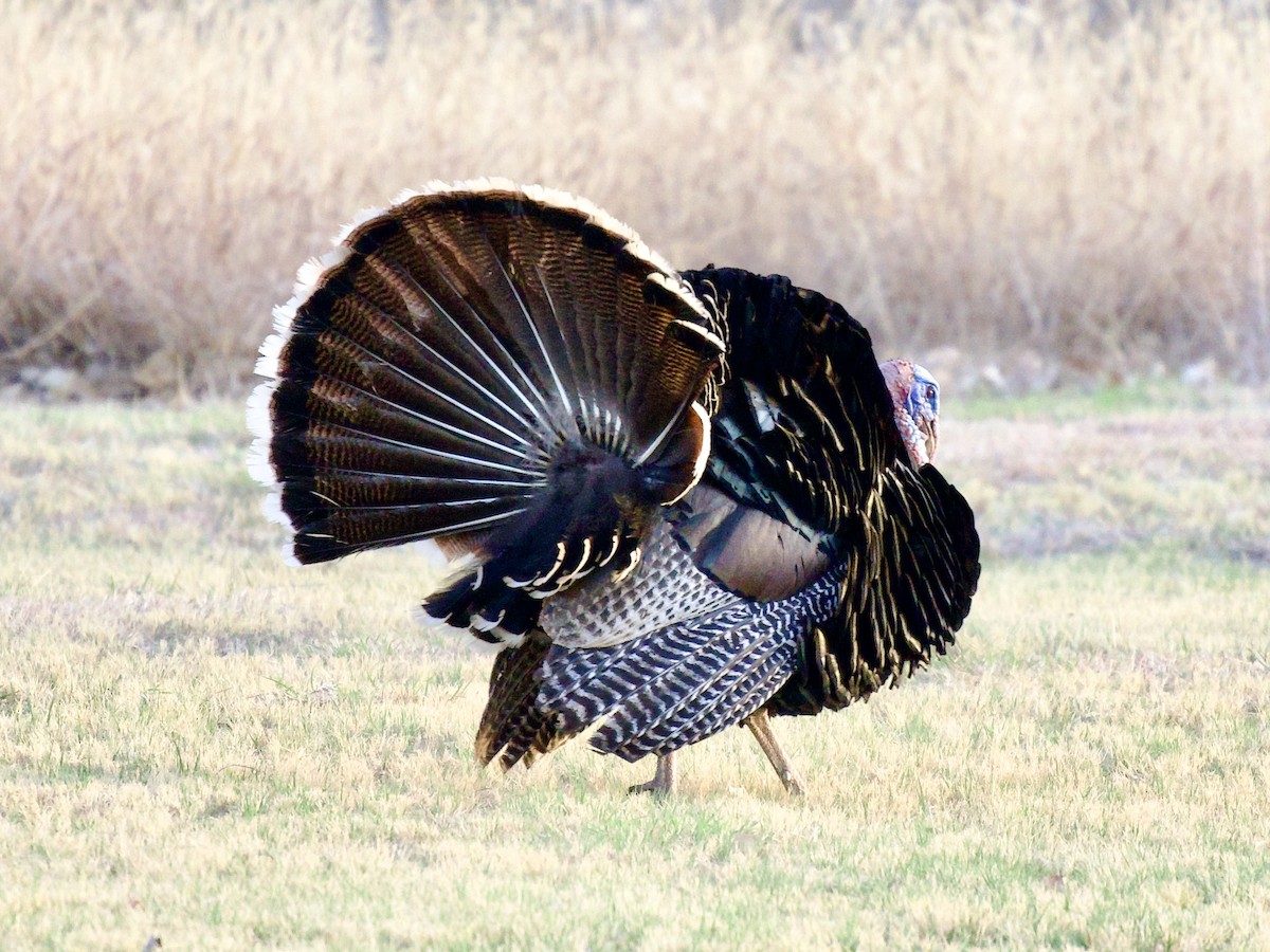 Truthuhn - ML654644362